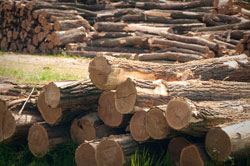 General Information Robinia Timber Importers, Stockists, Robinia Suppliers Posts Boards Decking Shingles Shakes. UK Manufactured Hardwood Play Equipment