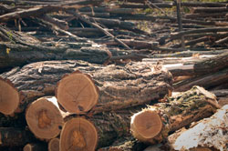 General Information Robinia Timber Importers, Stockists, Robinia Suppliers Posts Boards Decking Shingles Shakes. UK Manufactured Hardwood Play Equipment