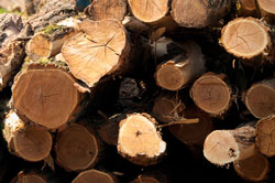 General Information Robinia Timber Importers, Stockists, Robinia Suppliers Posts Boards Decking Shingles Shakes. UK Manufactured Hardwood Play Equipment