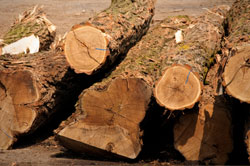 General Information Robinia Timber Importers, Stockists, Robinia Suppliers Posts Boards Decking Shingles Shakes. UK Manufactured Hardwood Play Equipment
