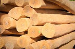 FSC Robinia Timber FAQ's Robinia Timber Importers, Stockists Robinia Suppliers Posts Boards Decking Shingles Shakes. UK Manufactured Hardwood Play Equipment